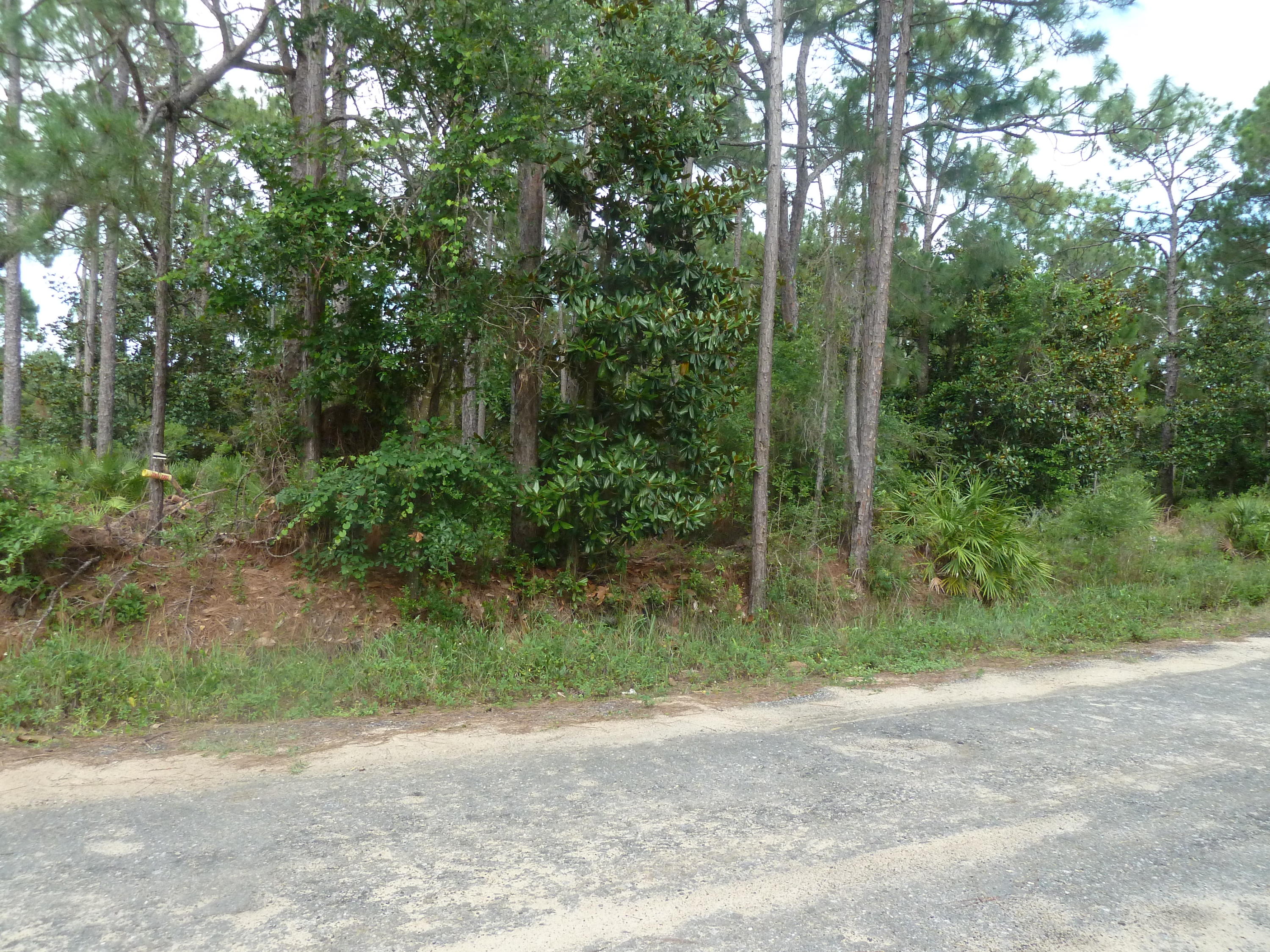a view of a yard with a trees