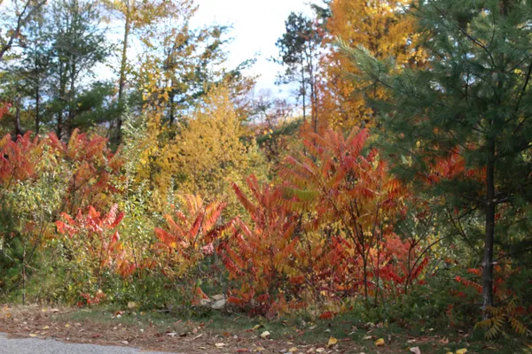 $99,999 | 3 Beechwoods Drive, Unit 3, Intervale, NH 03845