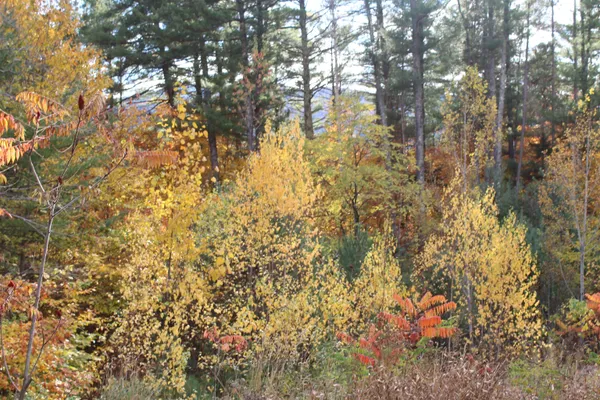 $99,999 | 3 Beechwoods Drive, Unit 3, Intervale, NH 03845