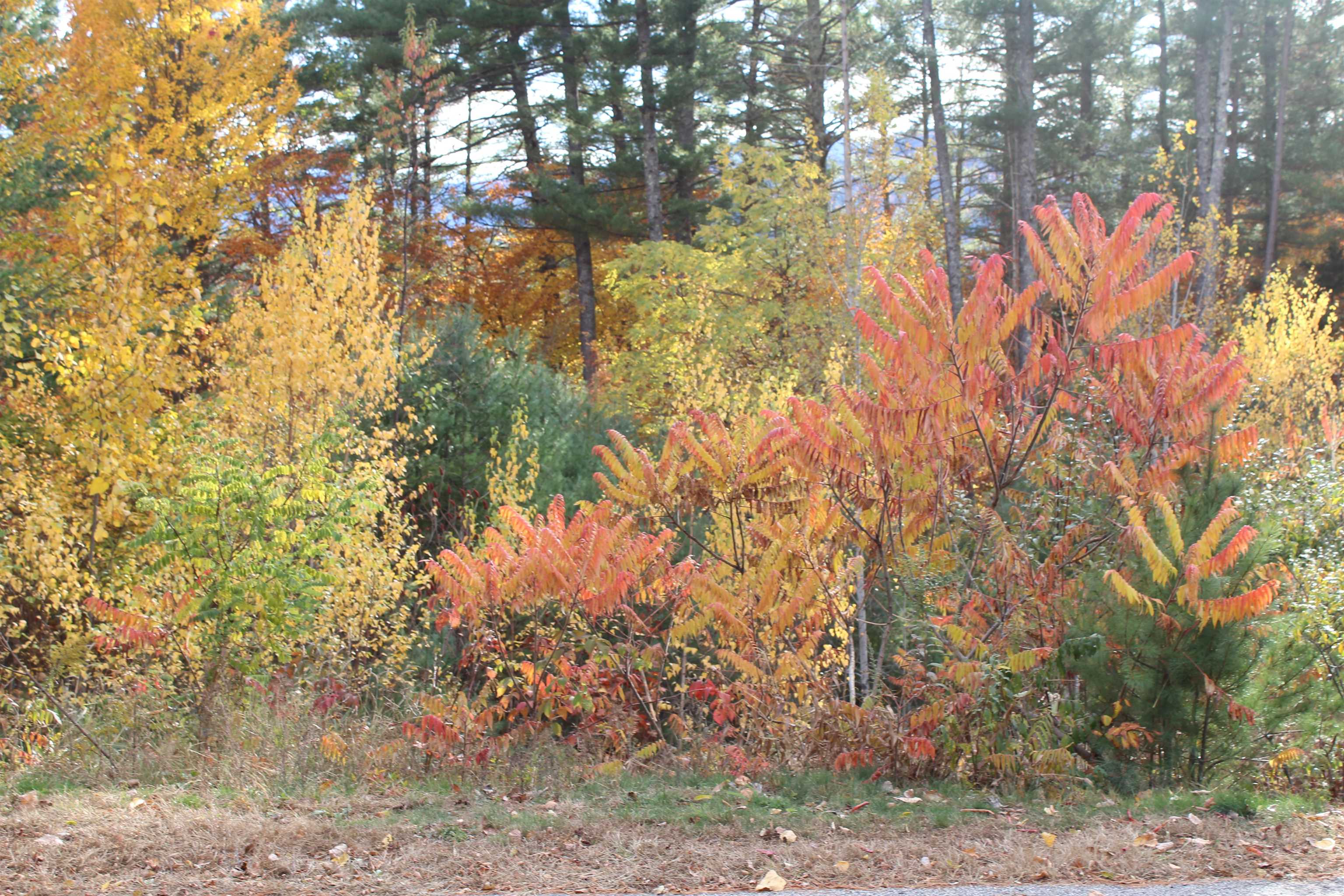 3 Beechwoods Drive, Unit 3 Intervale, NH 03845 - Photo 9 of 12