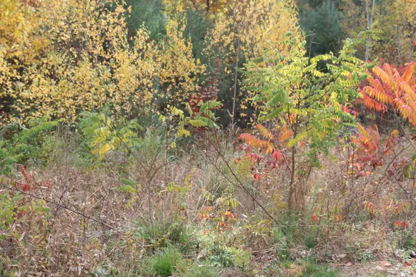 $99,999 | 3 Beechwoods Drive, Unit 3, Intervale, NH 03845