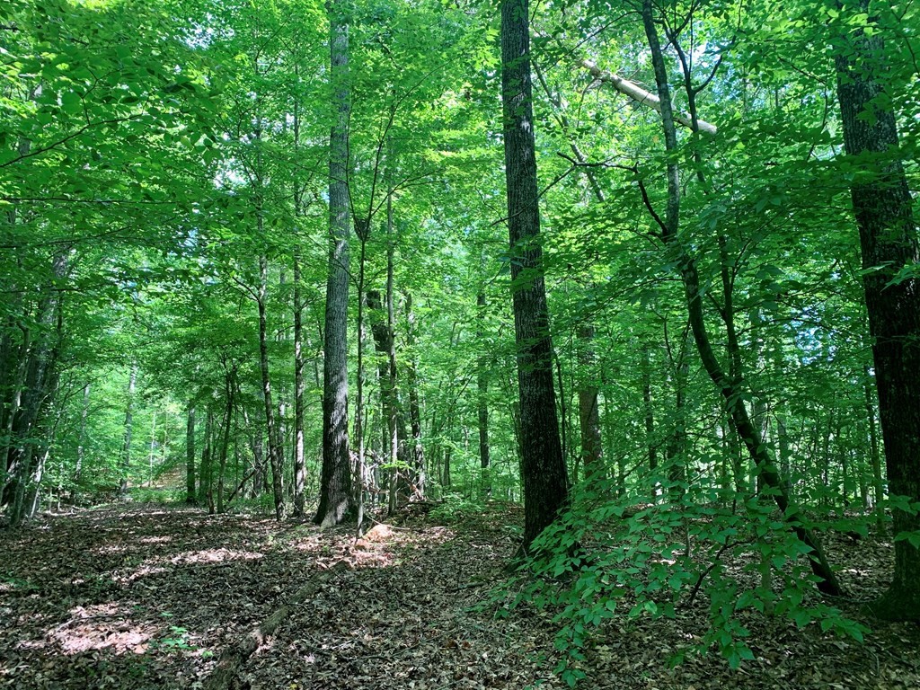 0 Red Cloud Trail Spring City, TN 37381 - Photo 43 of 49