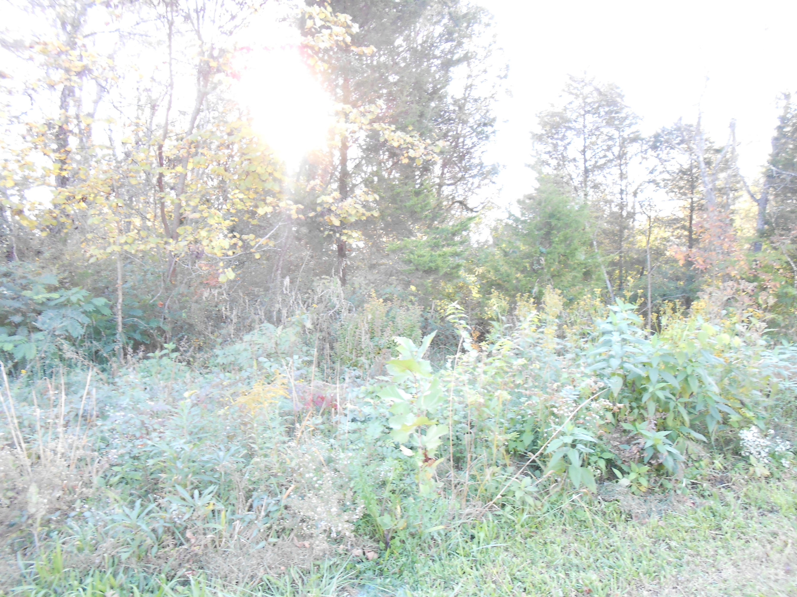 Gadsontown Road Powell, TN 37849 - Photo 1 of 2 View of Property