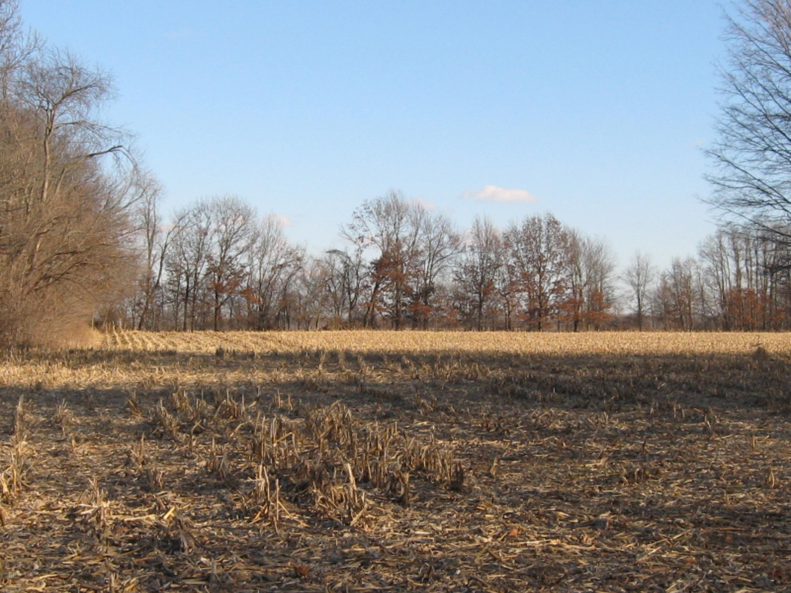 Cook Rd 007