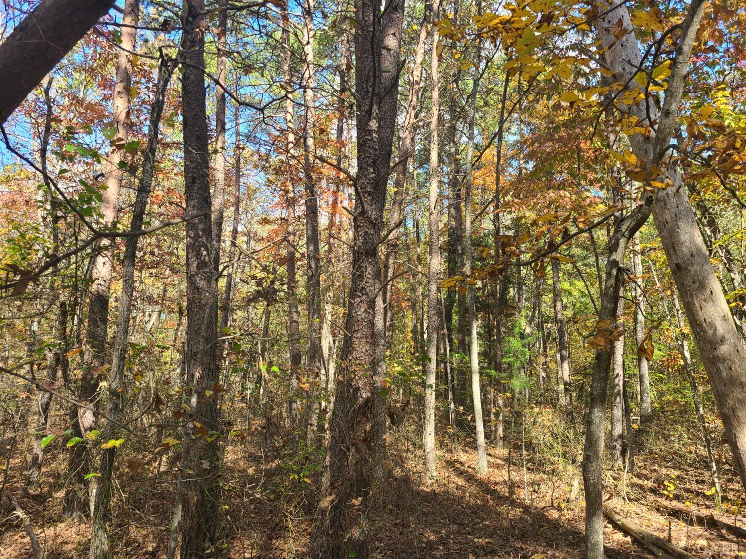0 Spring Grove Road Phenix, VA 23959 - Photo 2 of 8