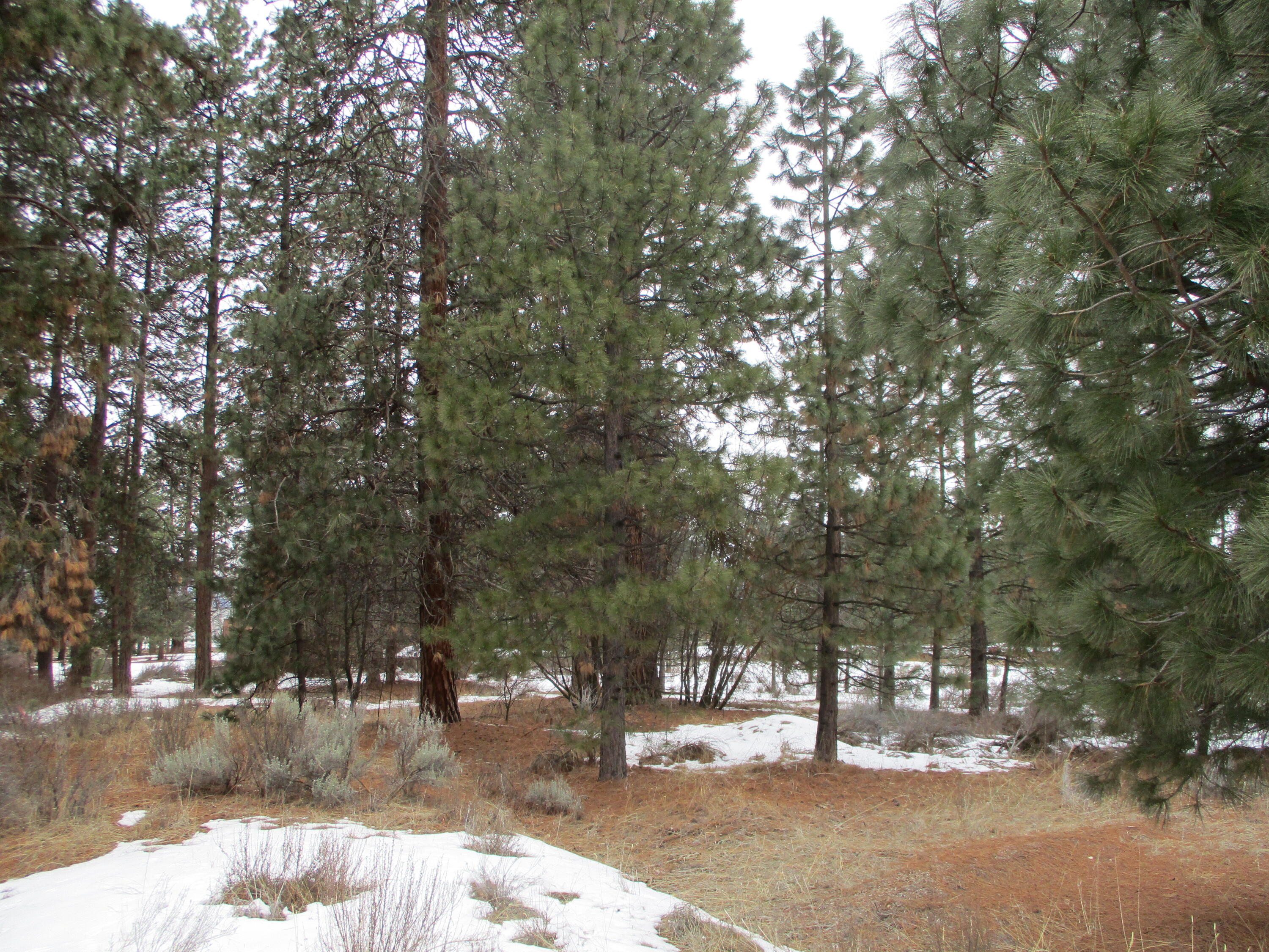3525 Cayuse Way Chiloquin, OR 97624 - Photo 4 of 9 IMG_0180