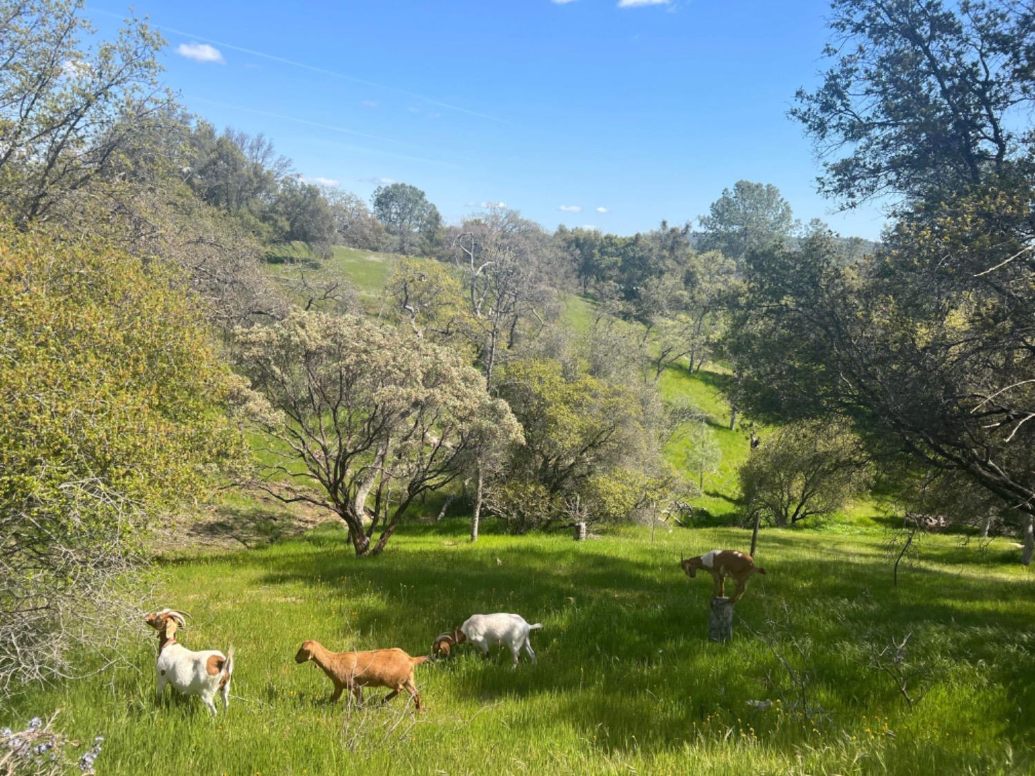 32766 Meadow Ridge Road Coarsegold, CA 93614 - Photo 44 of 52 Gallery Image 44