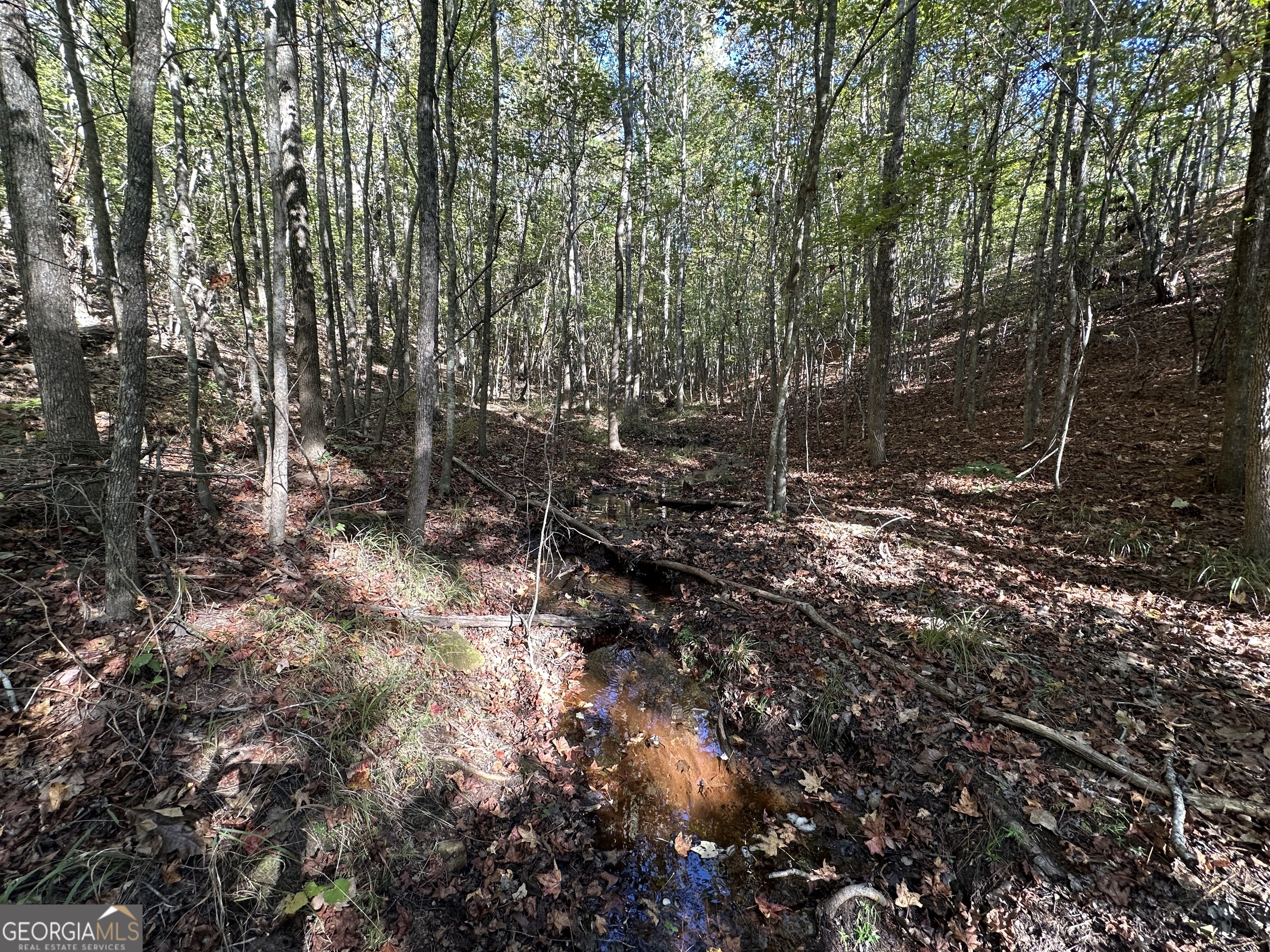 0 Hamp Smith Road Thomaston, GA 30286 - Photo 13 of 28 a view of forest