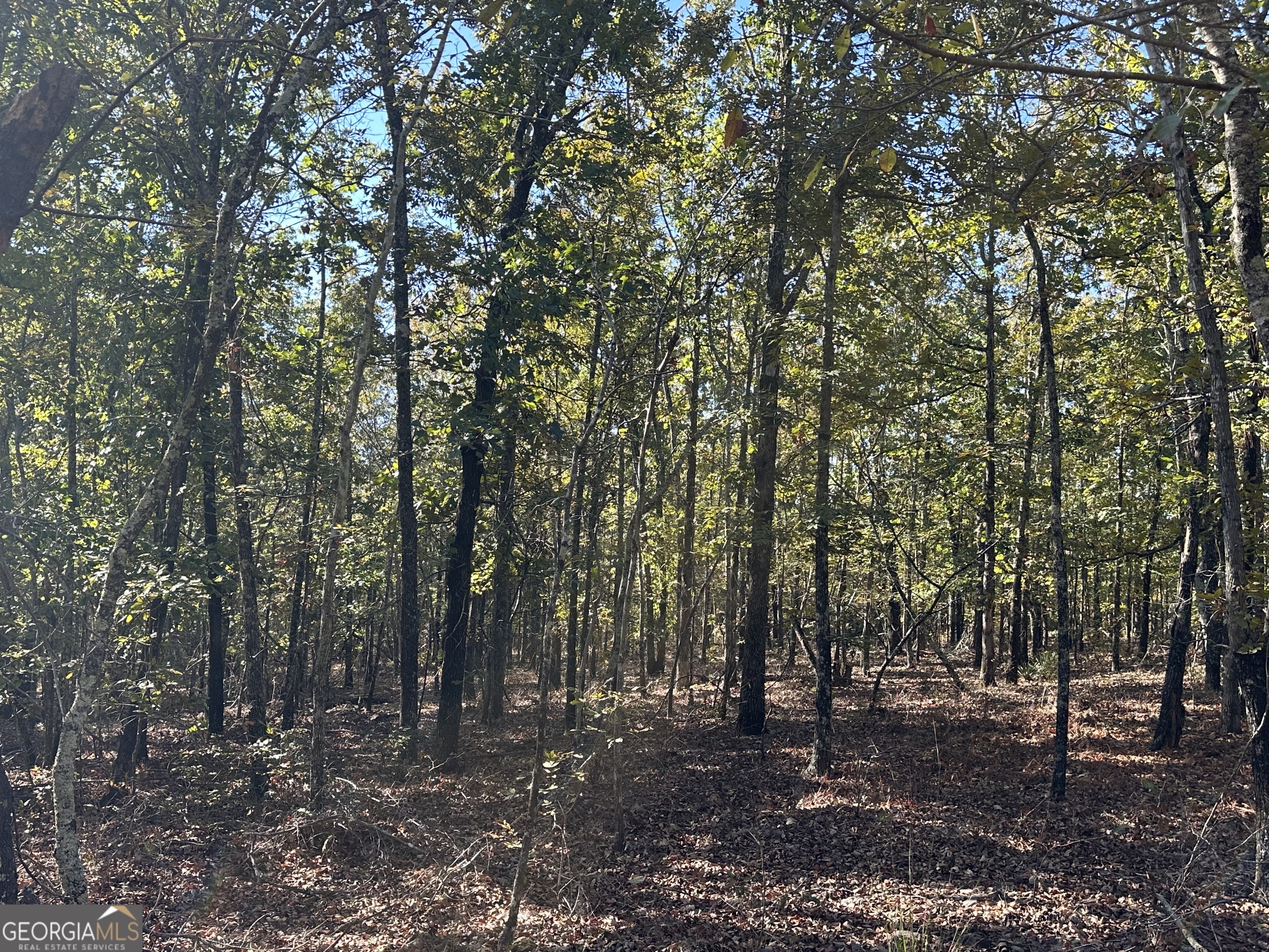 0 Hamp Smith Road Thomaston, GA 30286 - Photo 24 of 28 a view of a forest with trees in the background