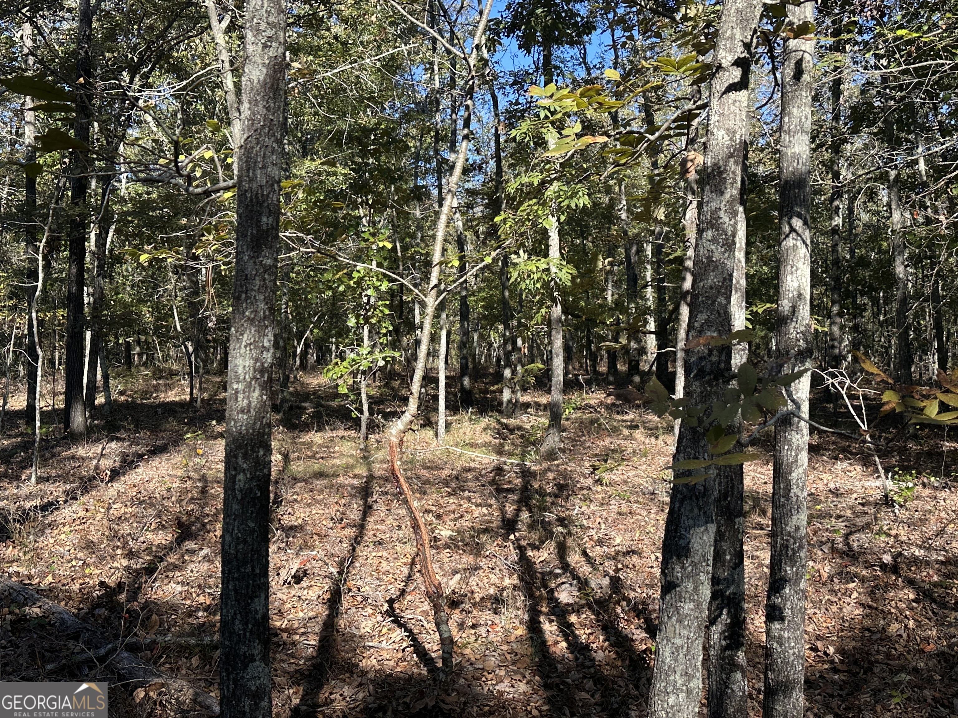 0 Hamp Smith Road Thomaston, GA 30286 - Photo 25 of 28 a view of a forest with trees