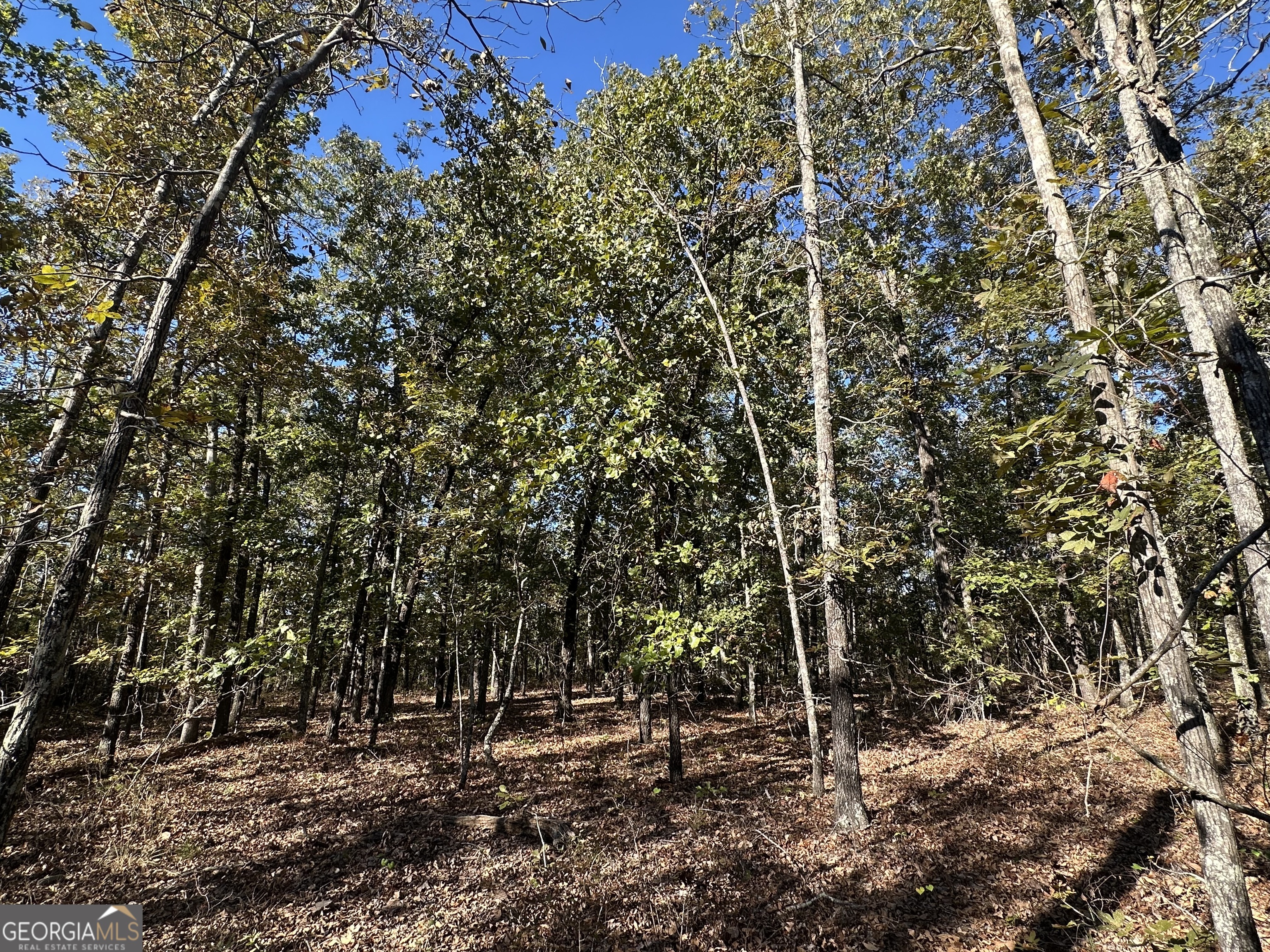 0 Hamp Smith Road Thomaston, GA 30286 - Photo 26 of 28 a view of a forest with a tree