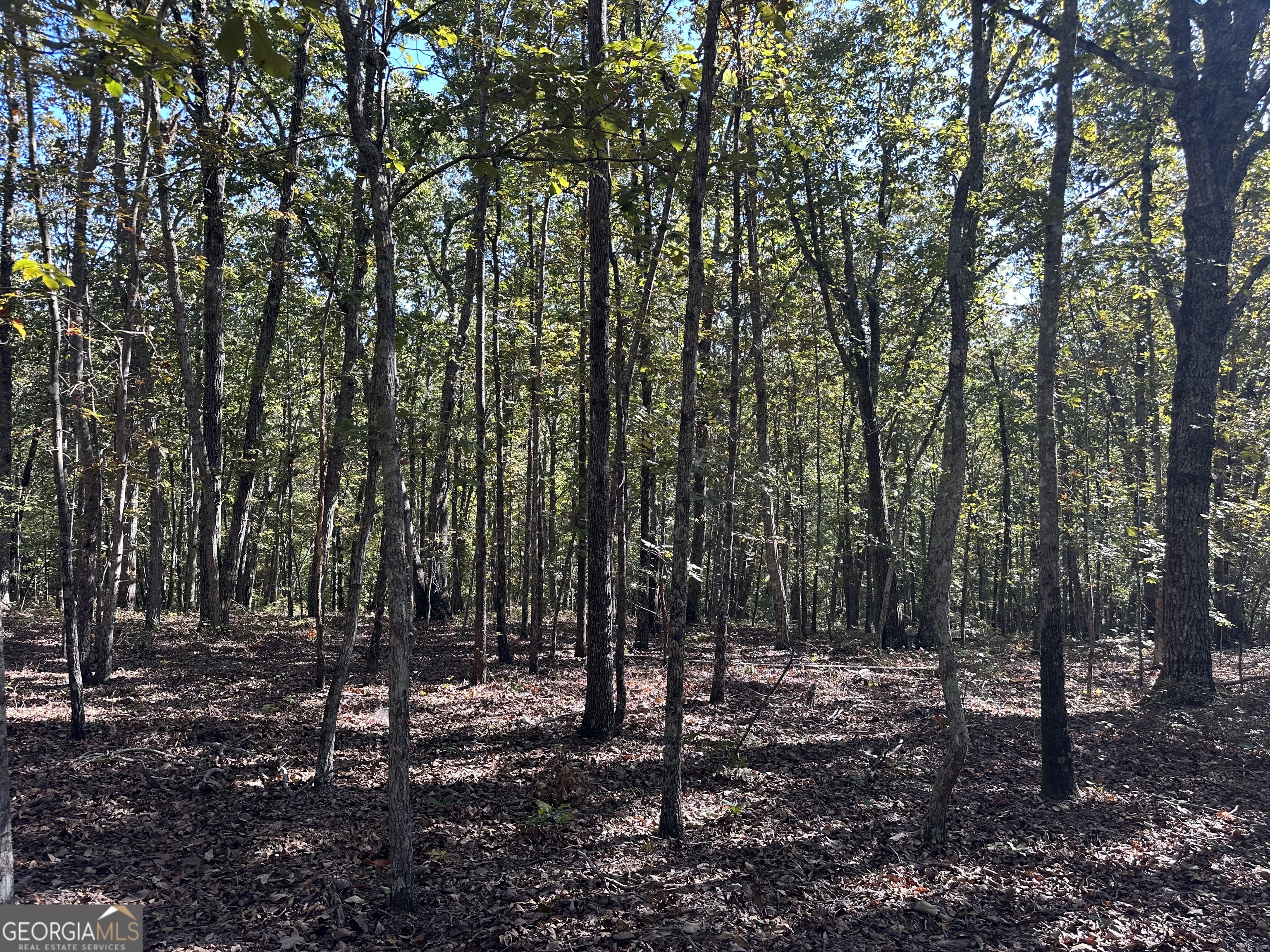 0 Hamp Smith Road Thomaston, GA 30286 - Photo 6 of 28 a view of a forest filled with trees