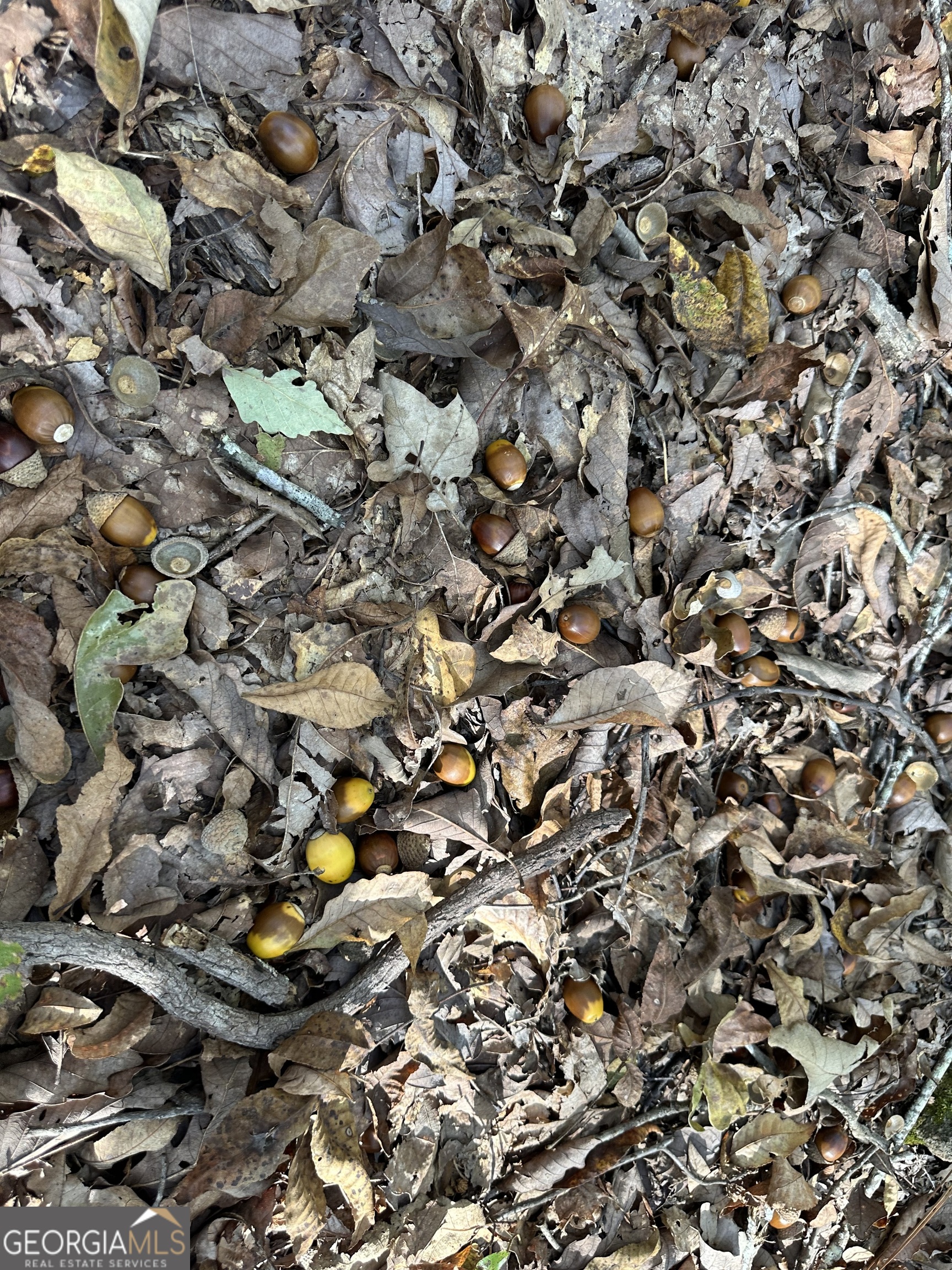 0 Hamp Smith Road Thomaston, GA 30286 - Photo 8 of 28