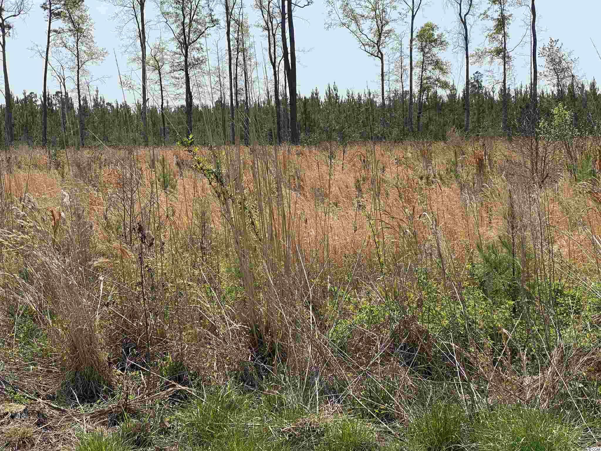 Tbd Gilbert Road Conway, SC 29527 - Photo 7 of 13