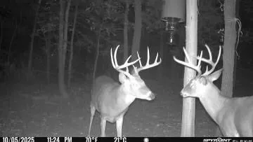 a green field with trees in the background
