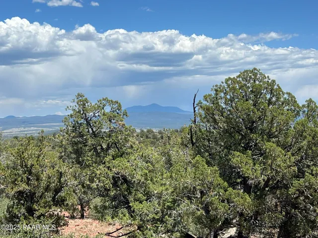 view of a bunch of trees