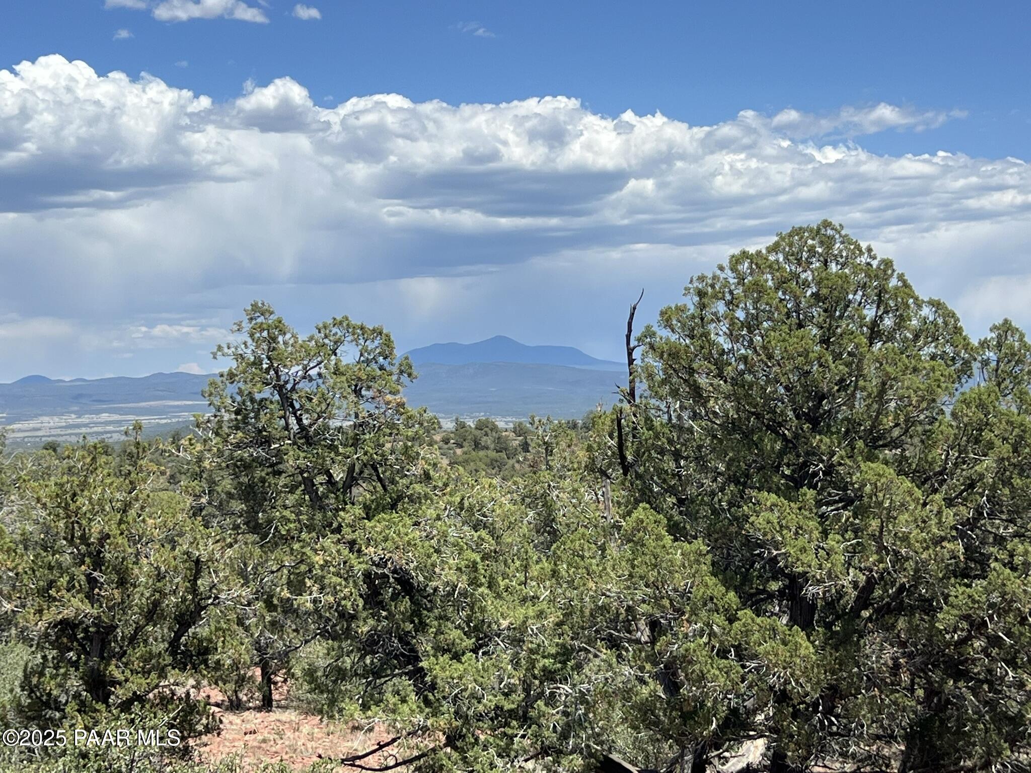 view of a bunch of trees