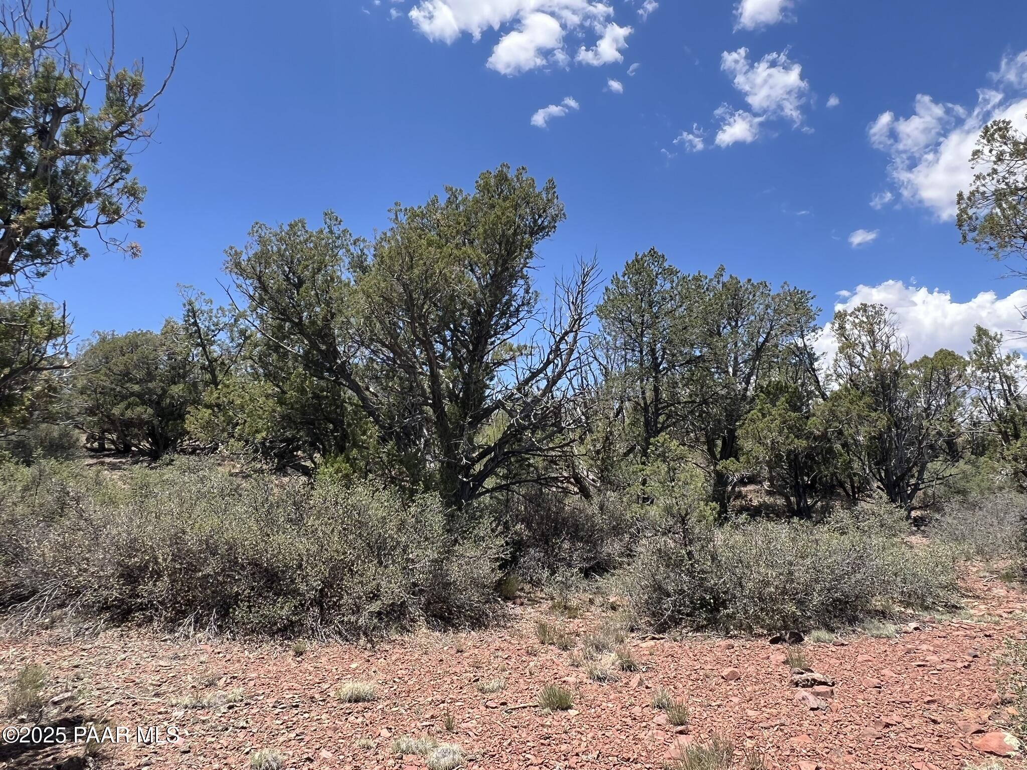 61 Colt Court Ash Fork, AZ 86320 - Photo 4 of 7 a view of a dry yard with lots of bushes