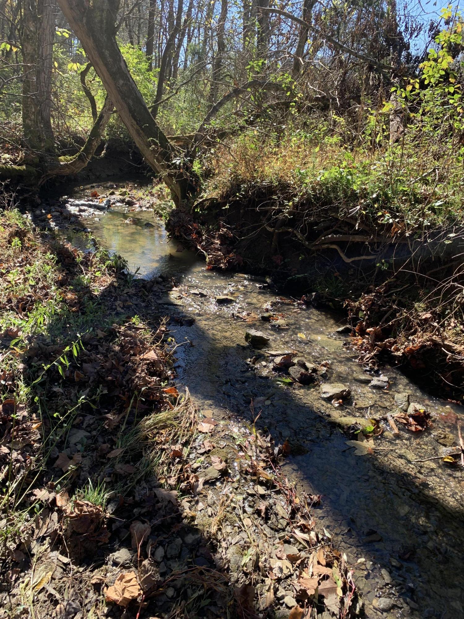 0 Greeley Haun Road Russellville, TN 37860 - Photo 11 of 30 Photo Oct 31, 1 40 45 PM