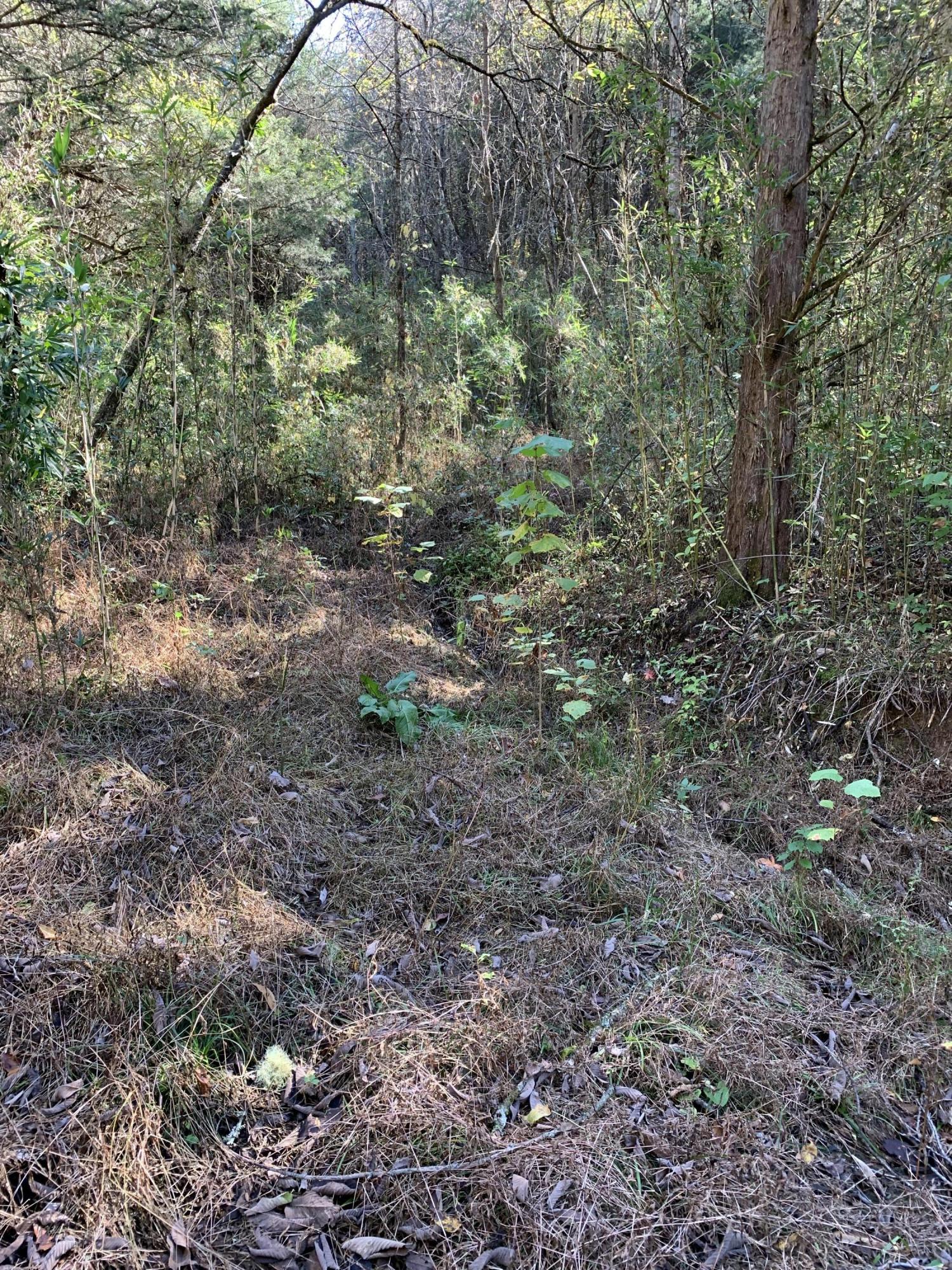 0 Greeley Haun Road Russellville, TN 37860 - Photo 14 of 30 Photo Oct 31, 1 45 47 PM