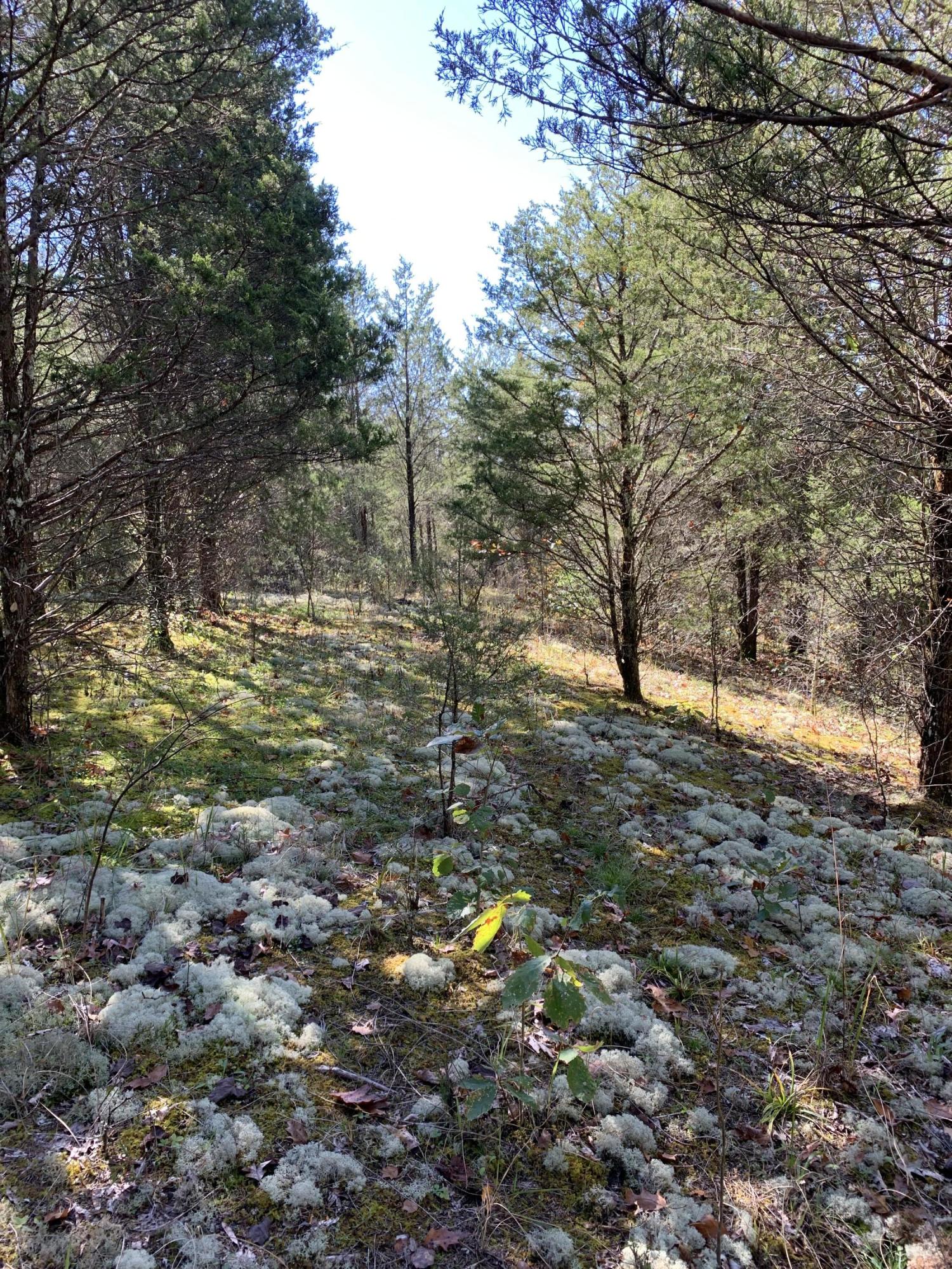 0 Greeley Haun Road Russellville, TN 37860 - Photo 15 of 30 Photo Oct 31, 1 47 50 PM