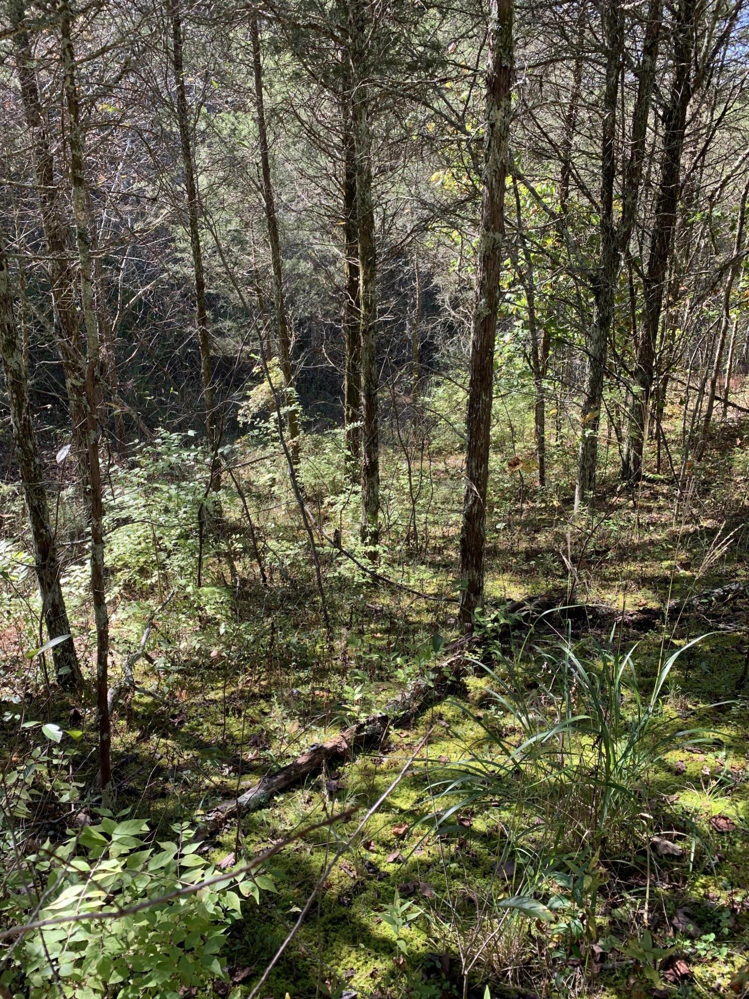 0 Greeley Haun Road Russellville, TN 37860 - Photo 21 of 30 Photo Oct 31, 2 13 40 PM