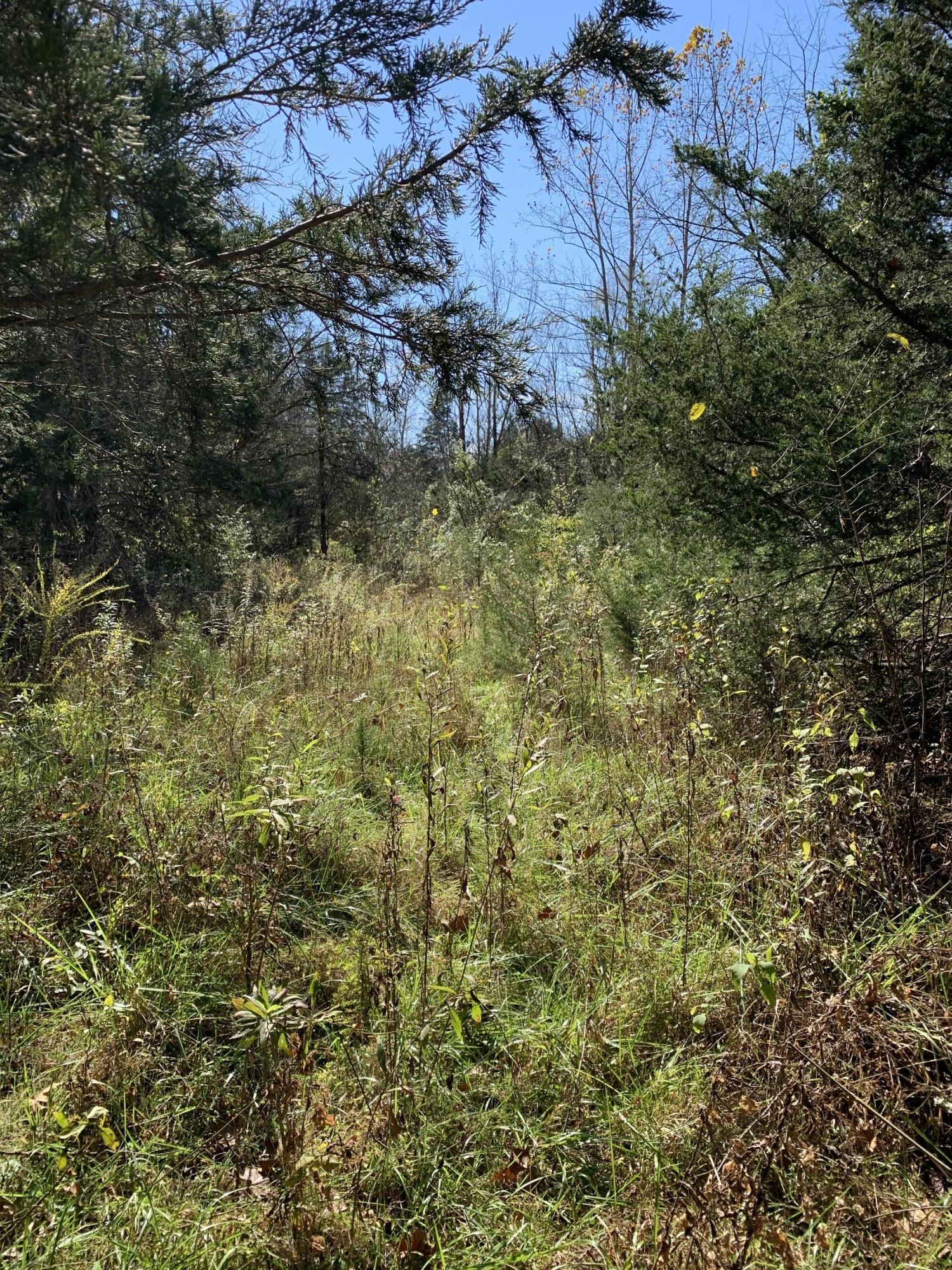 0 Greeley Haun Road Russellville, TN 37860 - Photo 22 of 30 Photo Oct 31, 2 17 07 PM