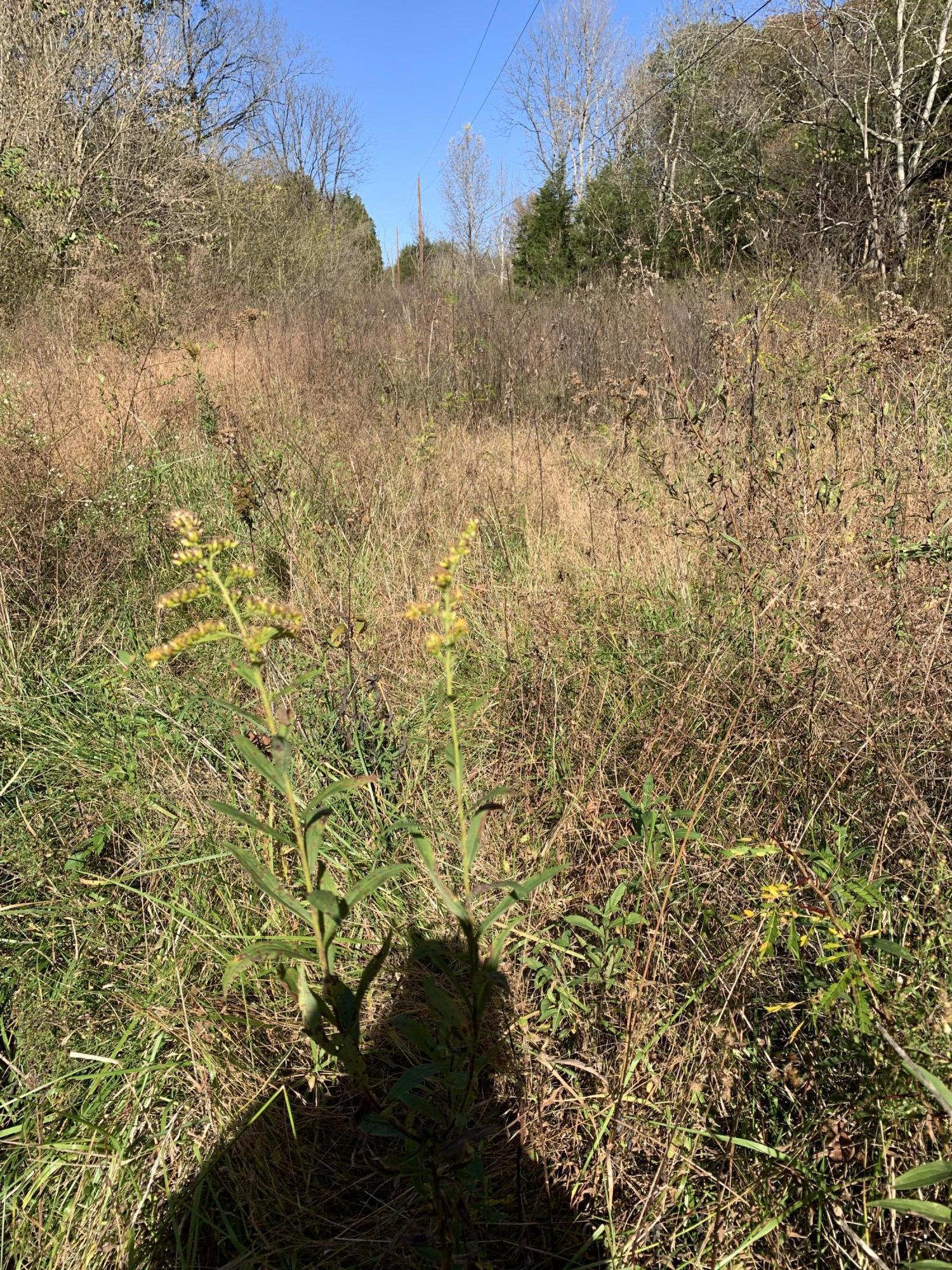 0 Greeley Haun Road Russellville, TN 37860 - Photo 28 of 30 Photo Oct 31, 2 43 39 PM