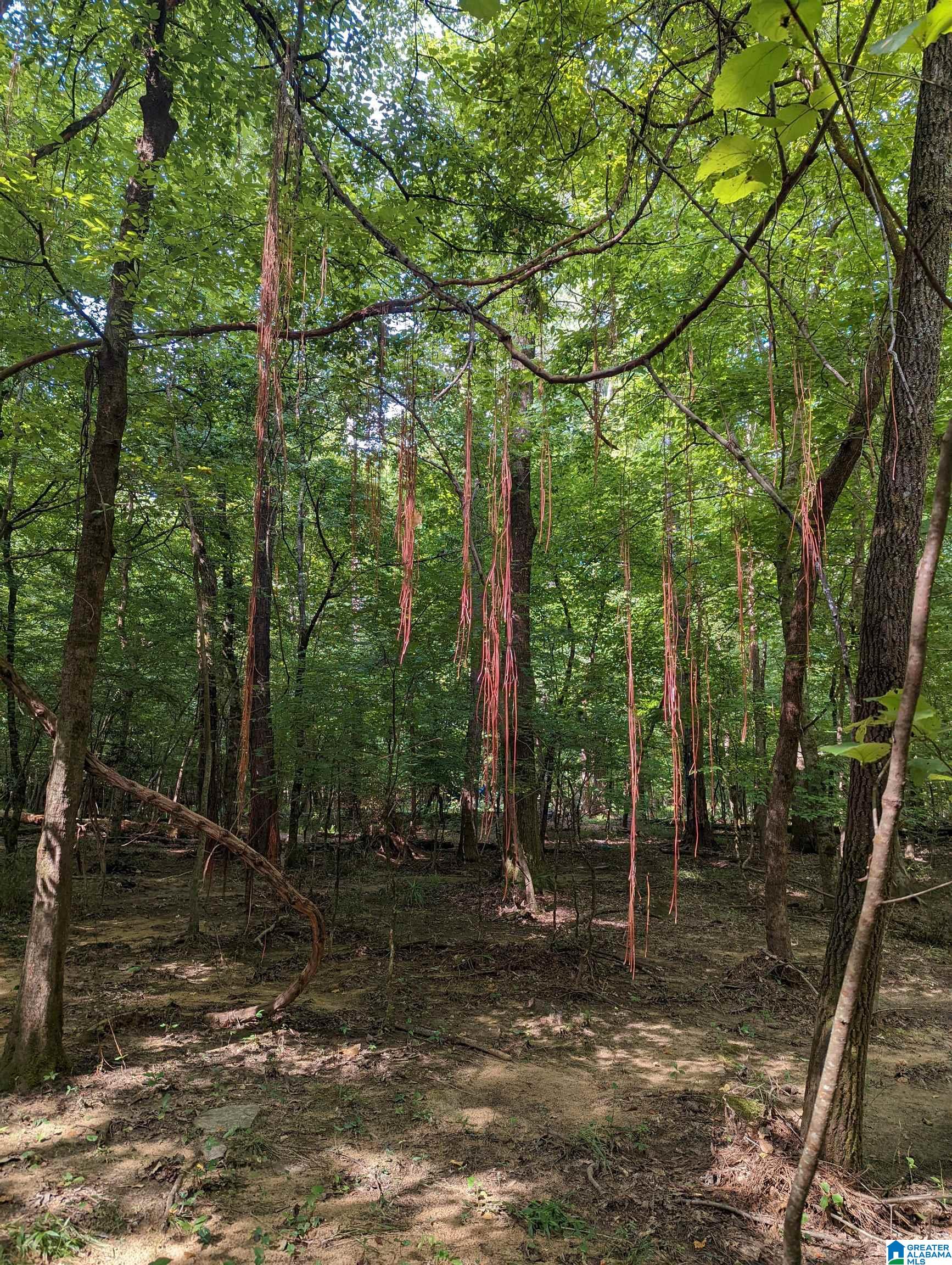 0 Stevens Creek Road Birmingham, AL 35244 - Photo 3 of 11