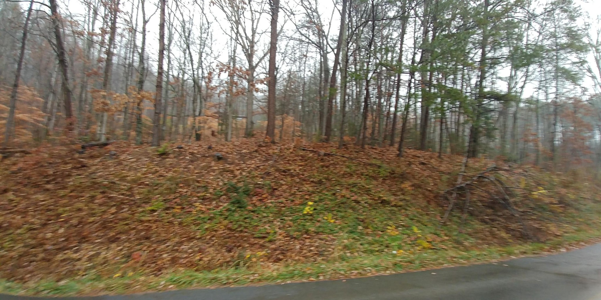 0 Greasy Cove Road Cosby, TN 37722 - Photo 4 of 9 Gallery Image 4