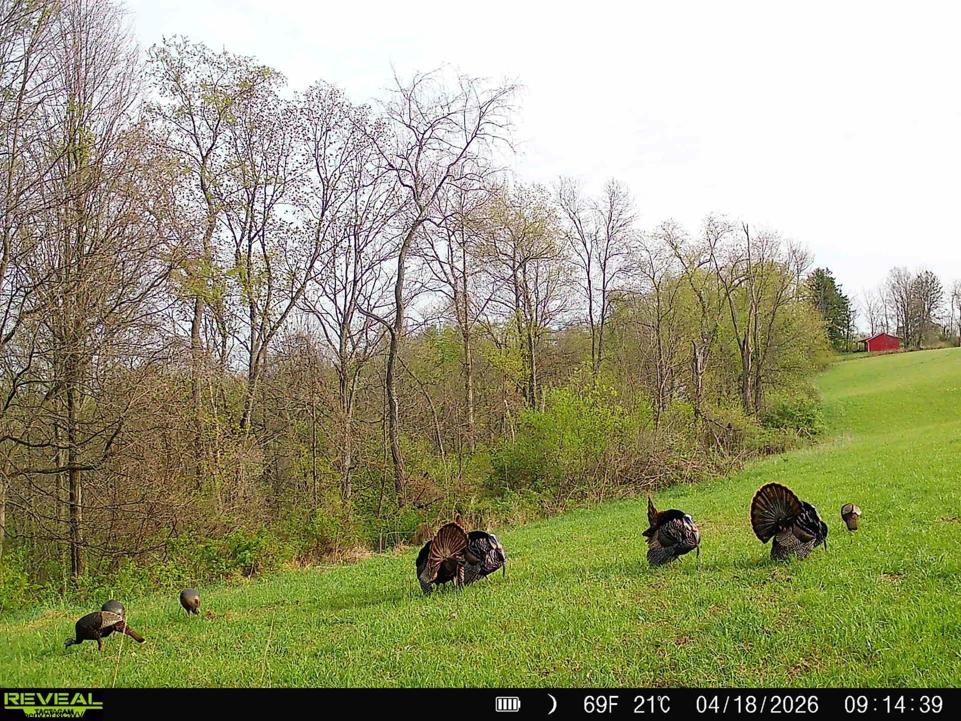 0 Poplar Springs Road Cameron, WV 26033 - Photo 7 of 47 Gallery Image 7