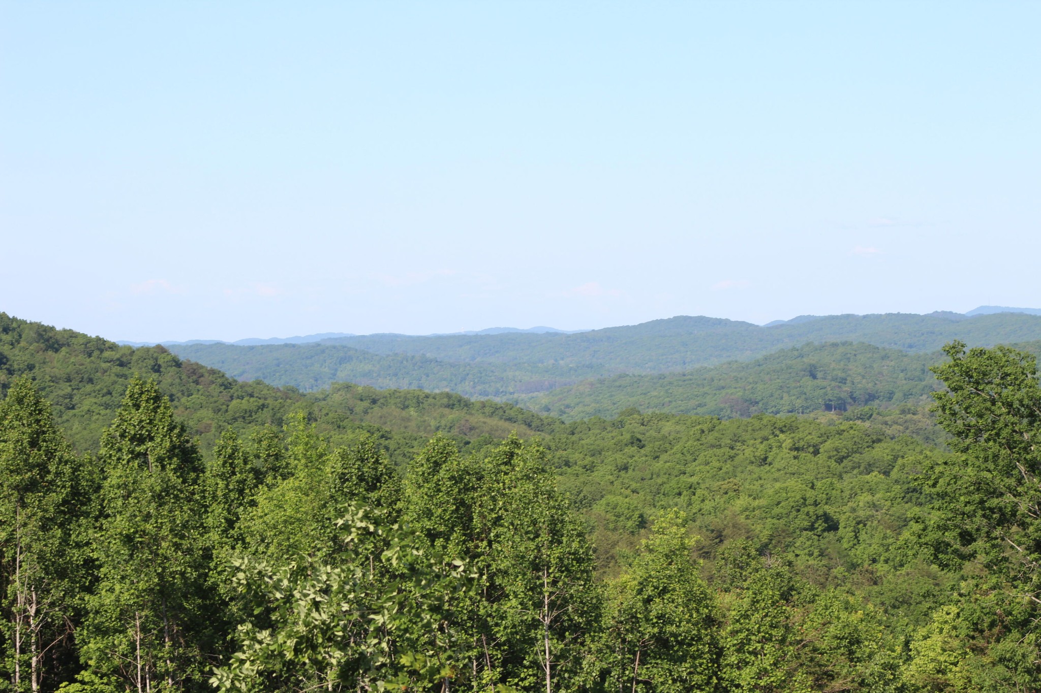 3 Dogtown Road Ten Mile, TN 37880 - Photo 24 of 33 a view of a lush green forest with trees in the background