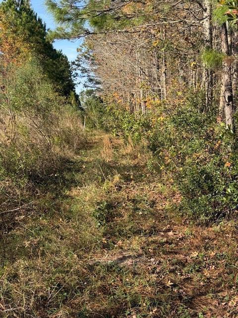 0 Myers Mayo Road, Unit LOT 5 Ridgeville, SC 29472 - Photo 11 of 12 Lot 5 Myers Mayo 2