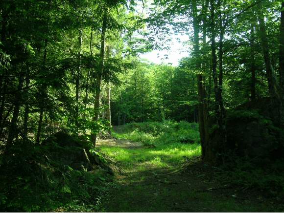 Lot 2 Roby Road Bradford, NH 03273 - Photo 1 of 1