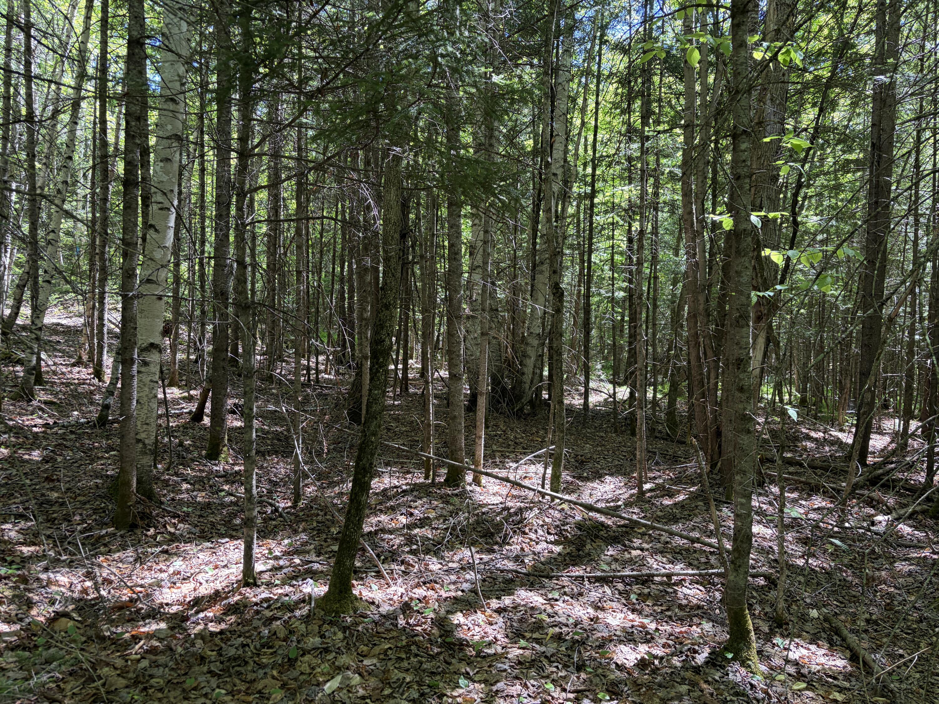 Lot 1 Holley Road Farmington, ME 04938 - Photo 7 of 12 IMG_7969