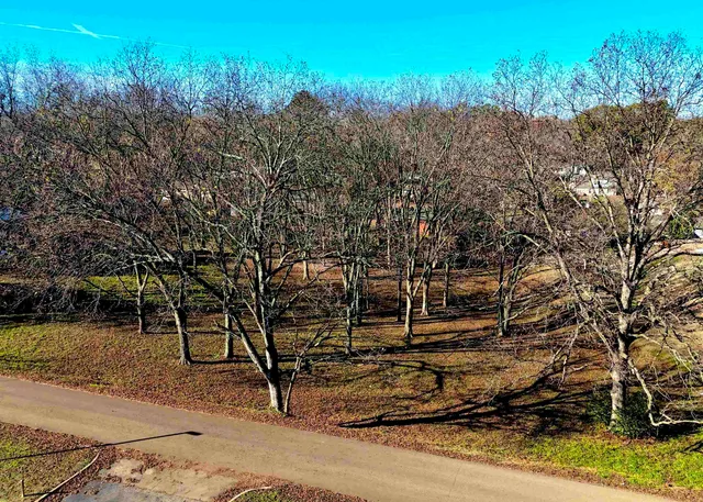 a view of a tree next to a road