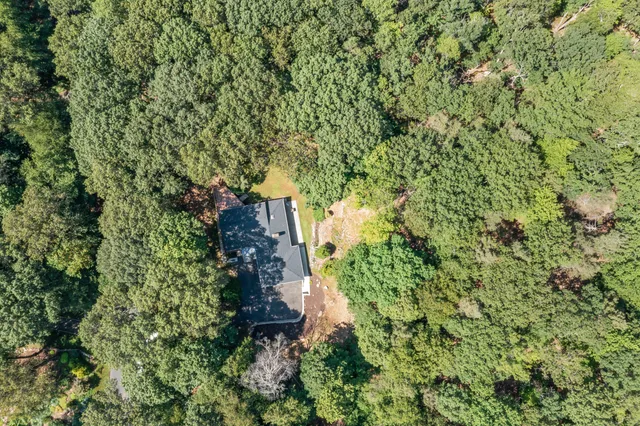 a view of a forest with a tree