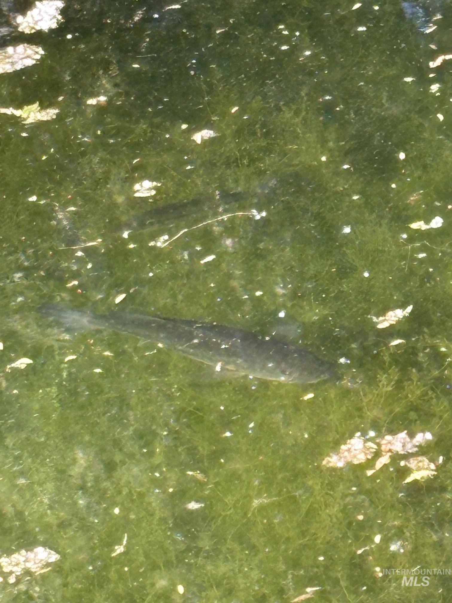 8241 Butte Road Melba, ID 83641 - Photo 3 of 40 Fish in pond