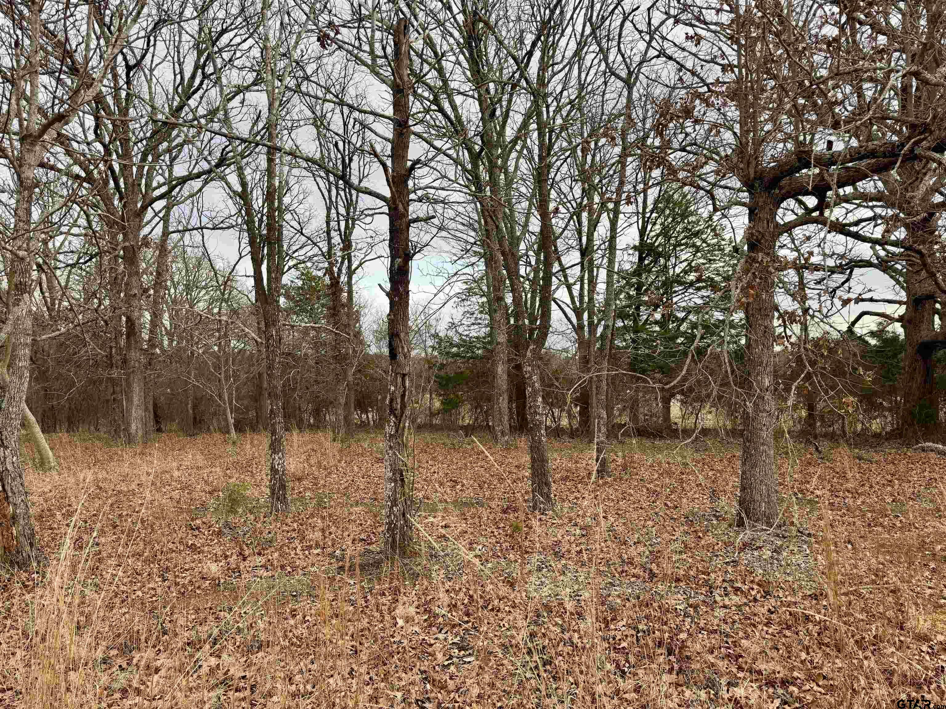 198 Co Road Ben Wheeler, TX 75754 - Photo 5 of 9 a view of a yard with trees