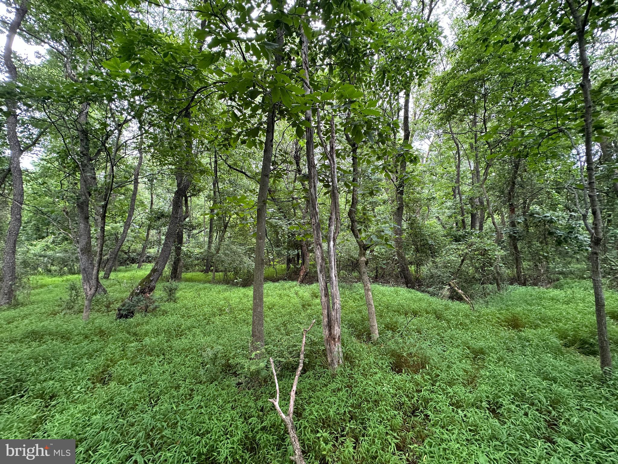 9-acres Polidor Road Waynesboro, PA 17268 - Photo 2 of 20