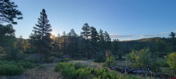 a view of a forest