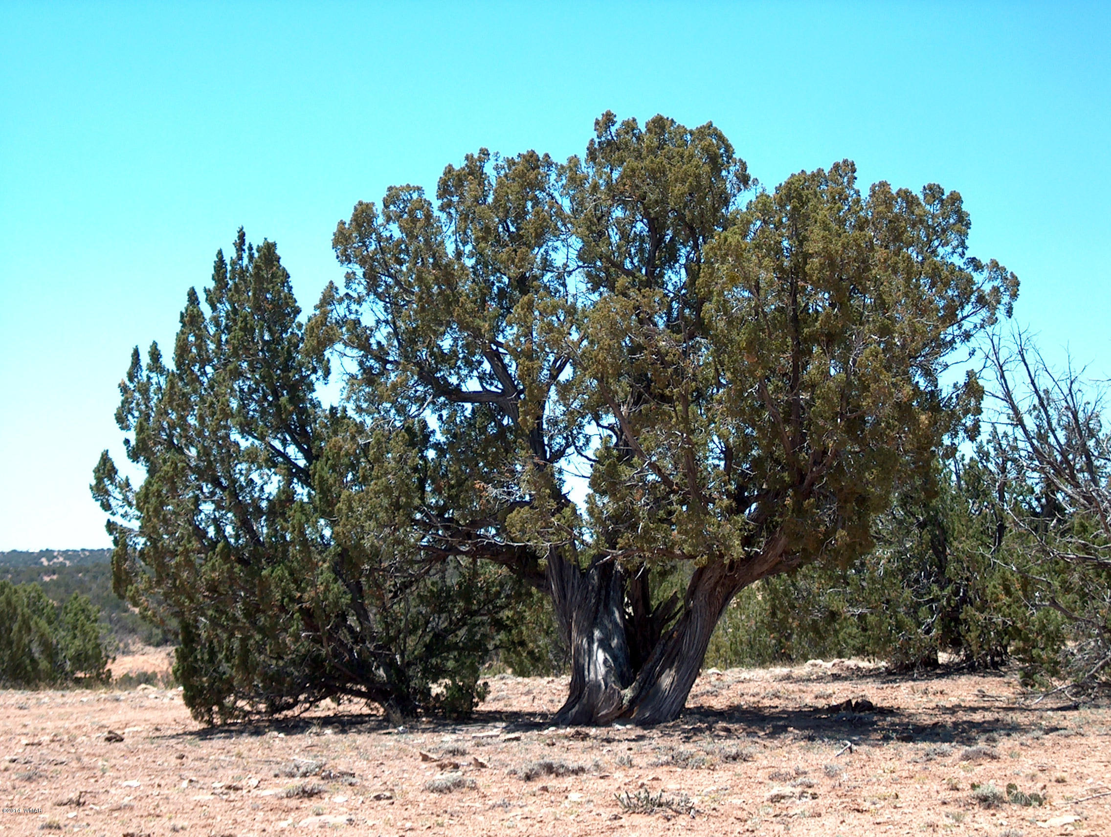 5 T14n R17e:se4 Nw4 Chevelon Ret Heber, AZ 85928 - Photo 8 of 21