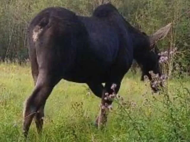 $599,000 | 4110 Cemetery Road, Springdale, WA 99173