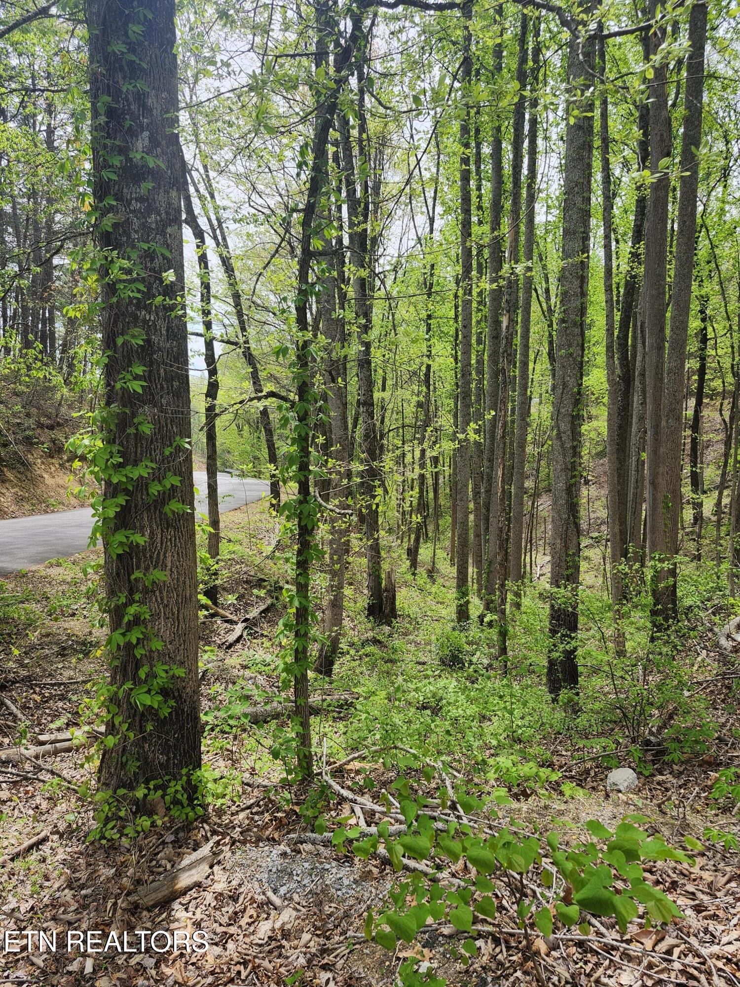 Lot 1 Hatcher Mtn Road Sevierville, TN 37862 - Photo 2 of 10 Image 02