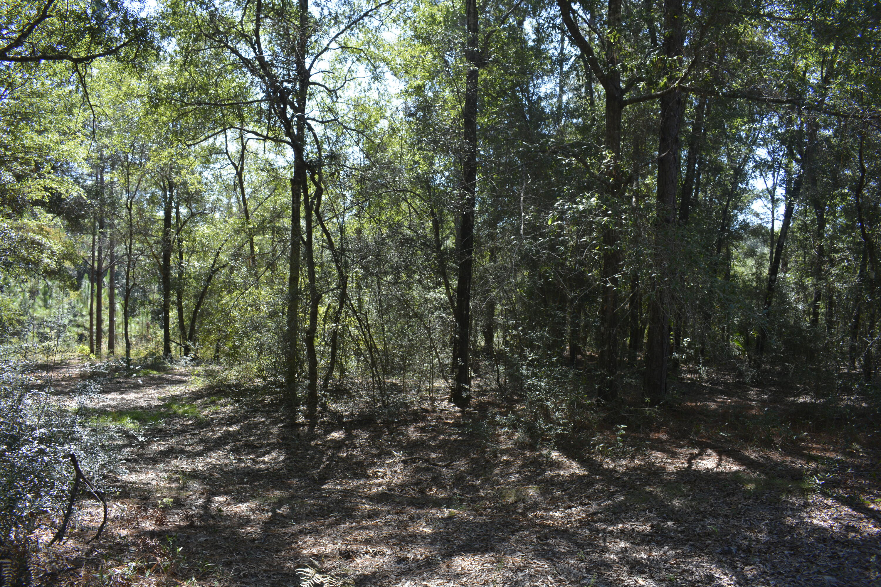 a view of a forest with trees in the background
