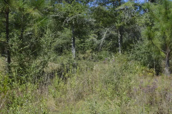a view of a lush green forest with large trees