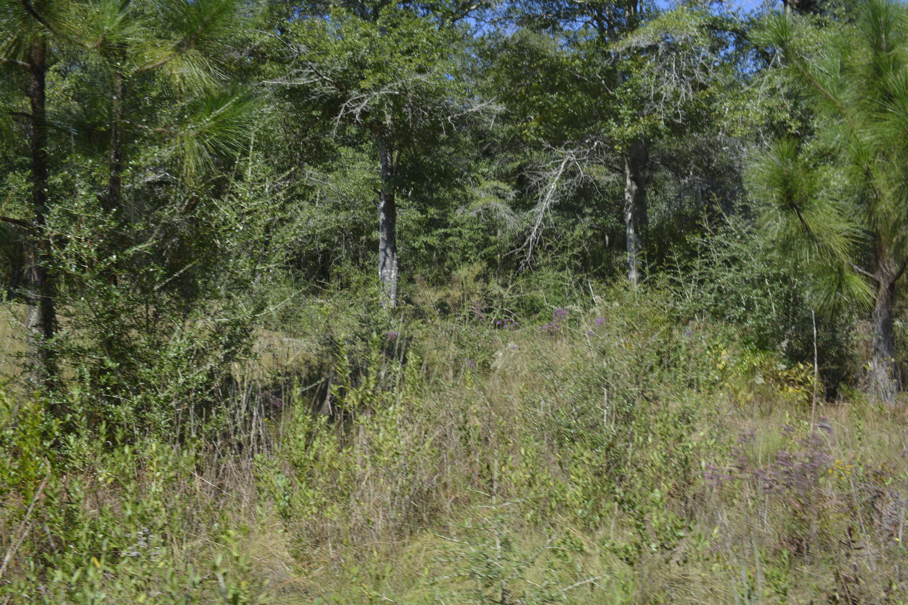 Xxx Xxx Aplin (32 Ac ) Road Crestview, FL 32539 - Photo 11 of 20 a view of a lush green forest
