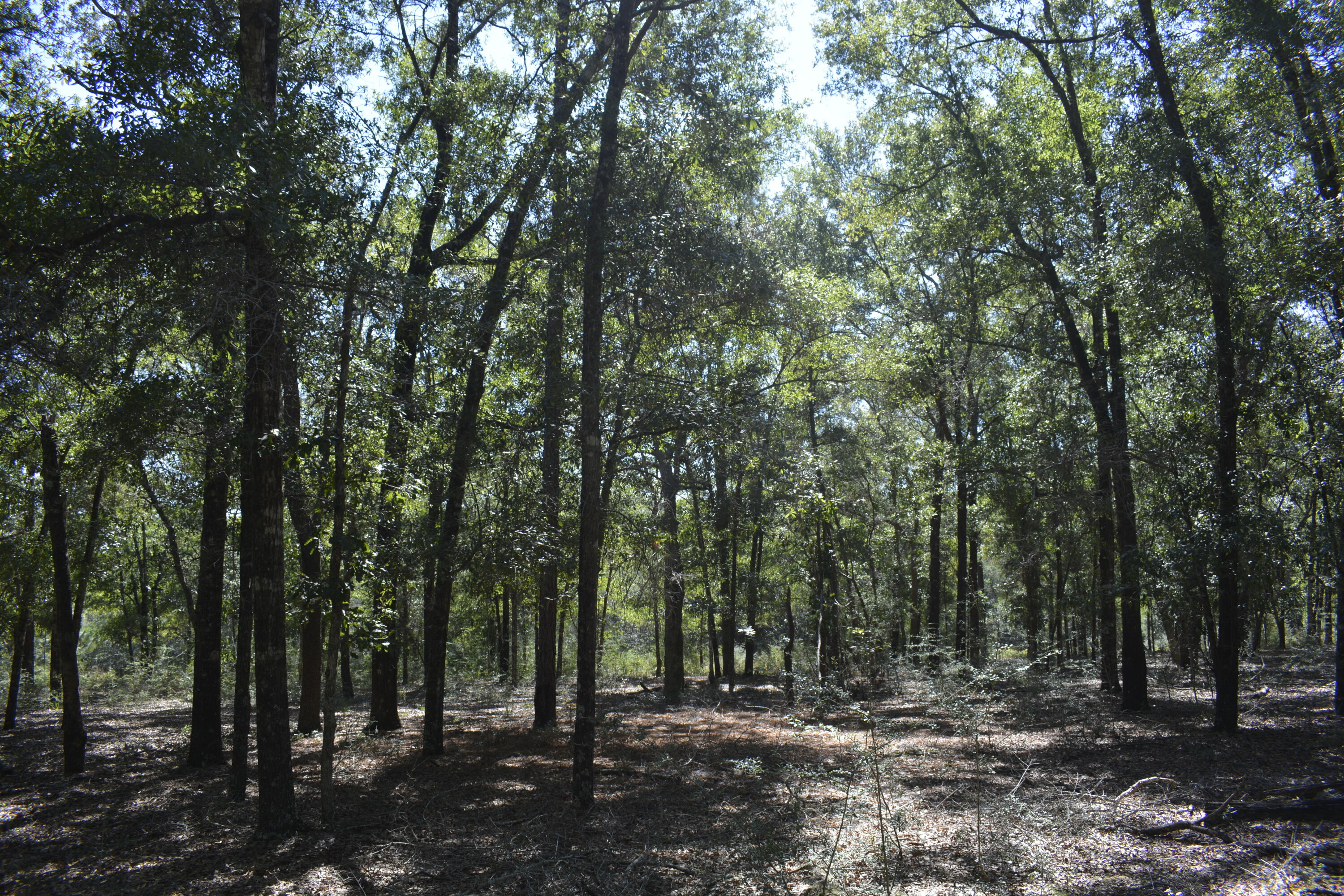 Xxx Xxx Aplin (32 Ac ) Road Crestview, FL 32539 - Photo 8 of 20 a view of outdoor space and yard