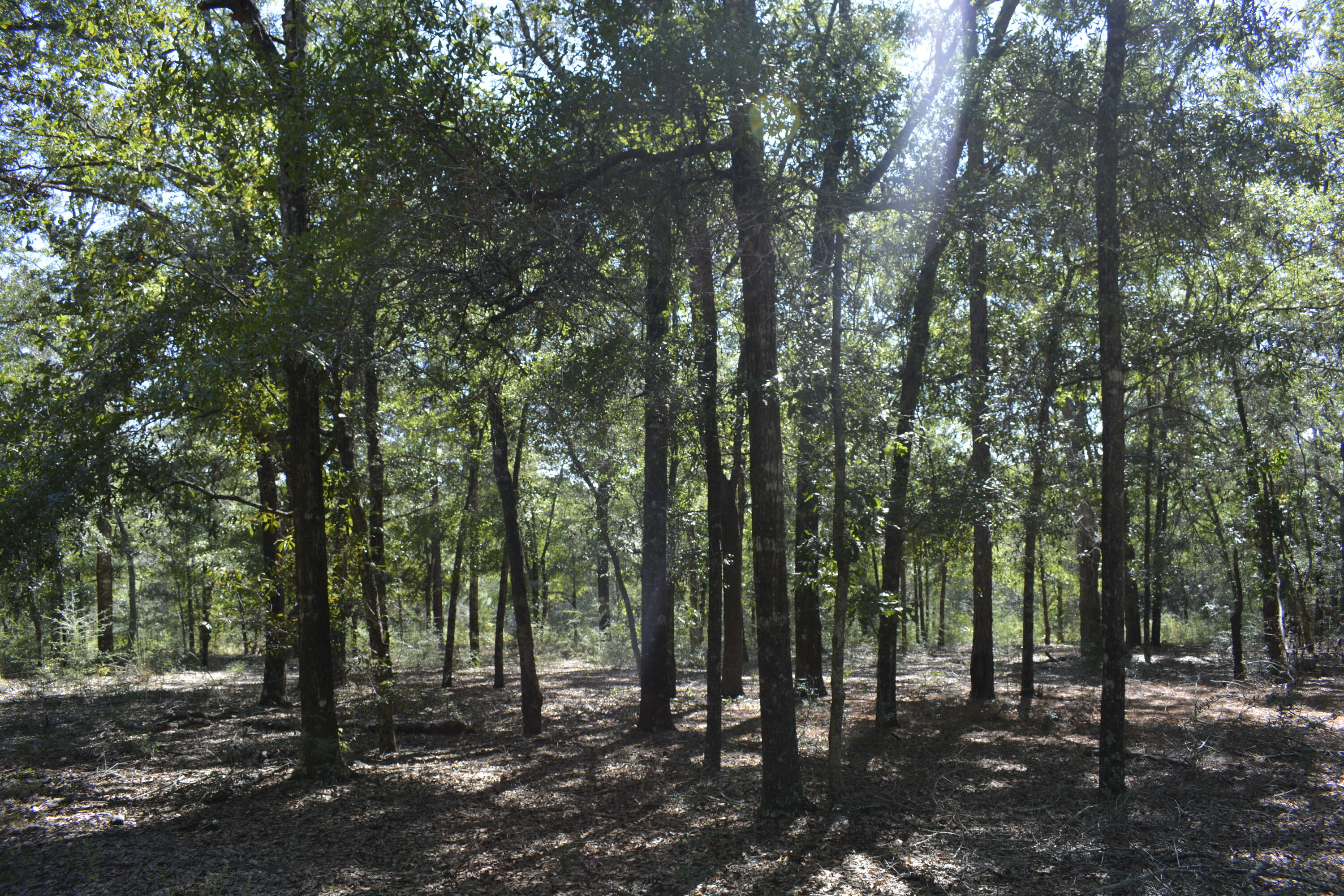 Xxx Xxx Aplin (32 Ac ) Road Crestview, FL 32539 - Photo 9 of 20 a view of outdoor space with lots of trees