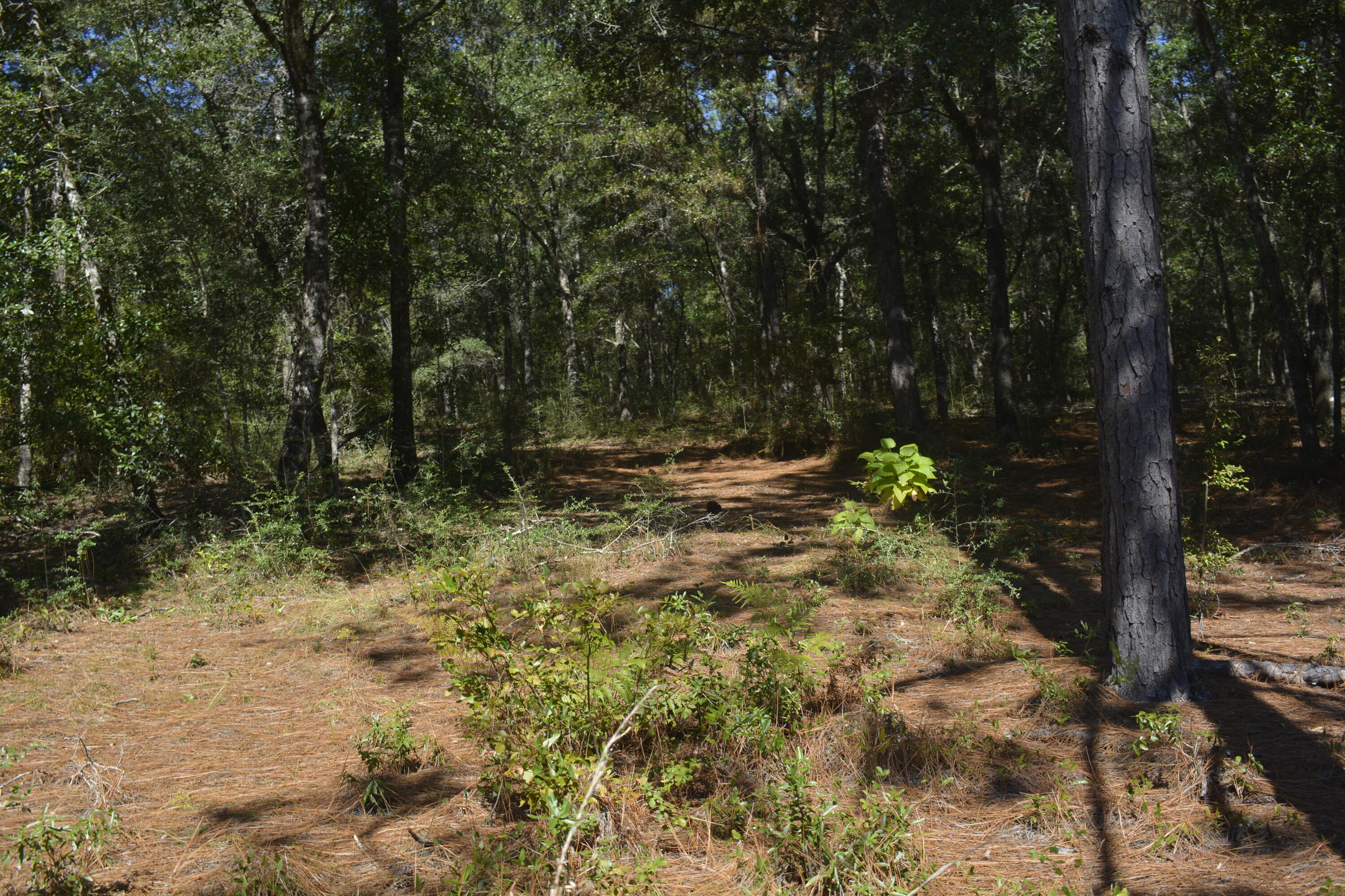 Xxx Xxx Aplin (32 Ac ) Road Crestview, FL 32539 - Photo 10 of 20 a view of outdoor space with trees